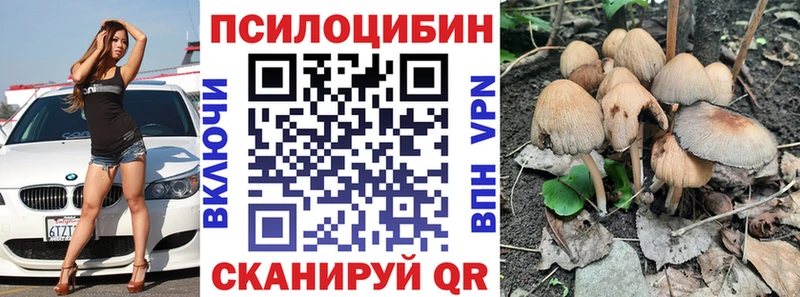 закладки  Чехов  Псилоцибиновые грибы Psilocybine cubensis 